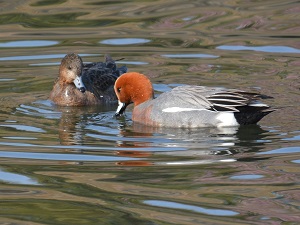 写真：水鳥6