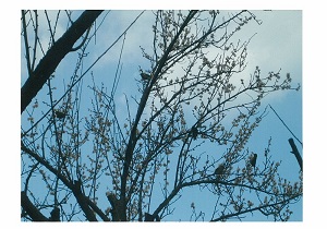 写真：冬鳥1