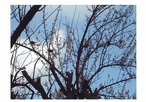 写真：冬鳥2