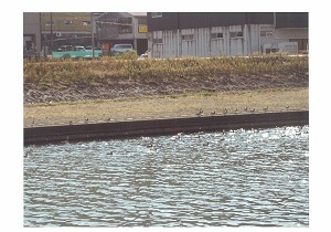 写真：新浮洲橋付近