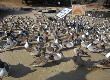 写真：水鳥2