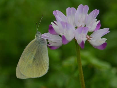 写真：レンゲとモンシロチョウ2