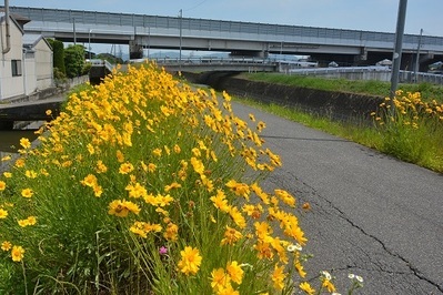 写真:オオキンケイギク1