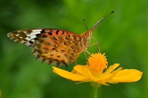 写真：チョウの観察1
