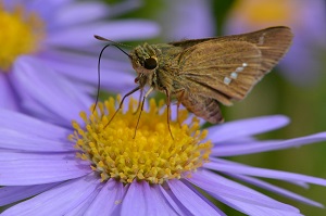 写真：チョウの観察2