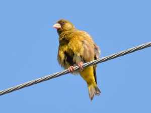 写真：カワラヒワ