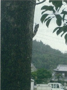 写真：セミ