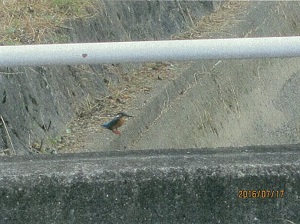 写真:カワセミ