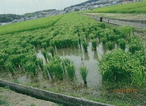 写真:ジャンボタニシ被害状況