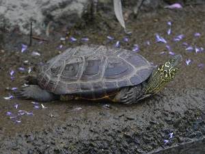 写真:クサガメ
