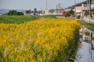 写真：セイタカアワダチソウ2