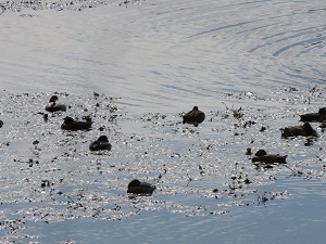 写真：渡り鳥