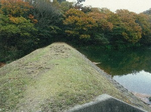 写真:イノシシのお仕事1