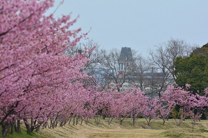 写真：倉敷川沿いの福原緑地1