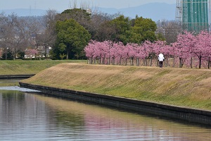 写真：倉敷川沿いの福原緑地2