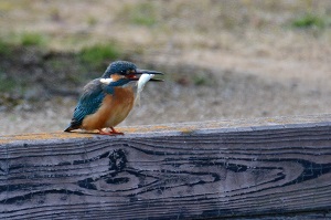 写真：カワセミ