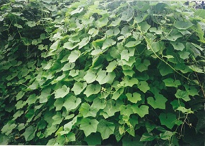 写真：アレチウリ