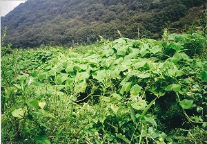 写真：小田川のアレチウリ