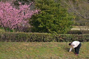 写真：倉敷川沿いの福原緑地6