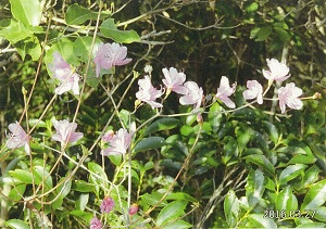 写真：早春の花2