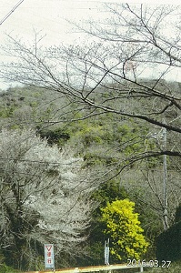 写真：早春の花1