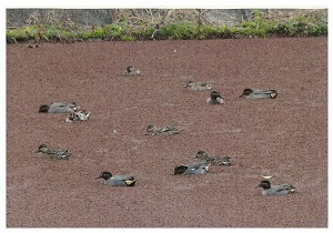 写真:冬鳥の群れ1