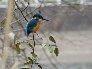 写真：カワセミ
