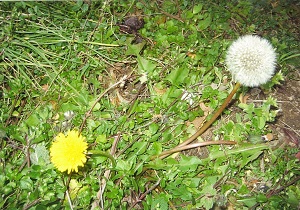 写真：たんぽぽ