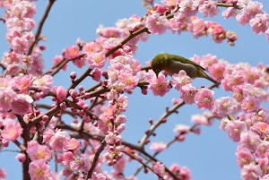 写真：しだれ梅の木2