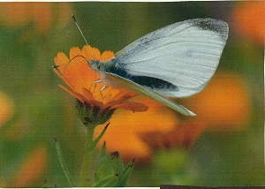 写真：モンシロチョウ