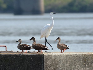 写真：ダイサギとカルガモ