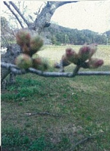 写真:ソメイヨシノつぼみ状態
