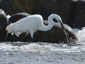 写真：ダイサギ