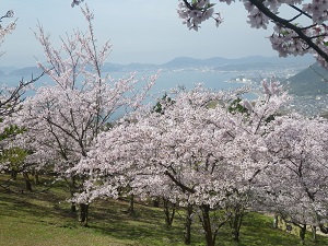 写真：王子ヶ岳の桜の園地1