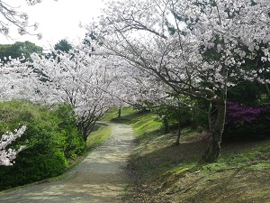 写真：王子ヶ岳の桜の園地2