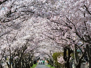 写真：桜並木（茶屋町）
