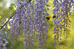 写真：フジの花