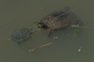 写真：カメ3
