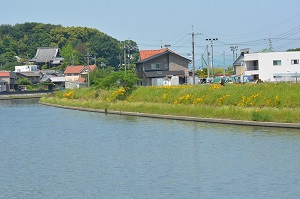 写真：オオキンケイギク1