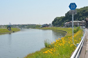 写真：オオキンケイギク2