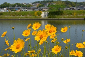 写真：オオキンケイギク3