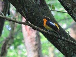 写真：由加山の渡り鳥2