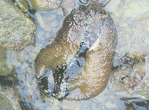 写真：ウミウシ2