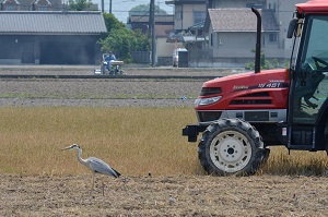 写真：アオサギ2