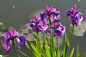 写真：ハナショウブ2