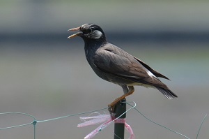 写真：ムクドリ