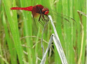 写真：ショウジョウトンボ2