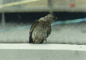 写真：コシアカツバメ3