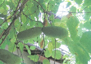 写真：ミツバアケビ1
