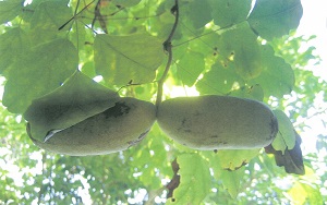 写真：ミツバアケビ2